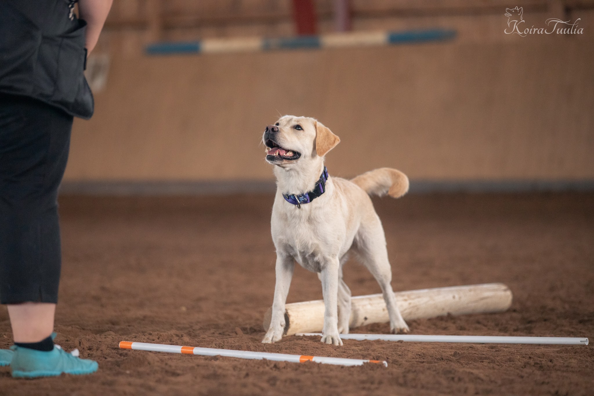 Yleistäminen rally-tokossa: arjen taidoista vaativiin liikkeisiin