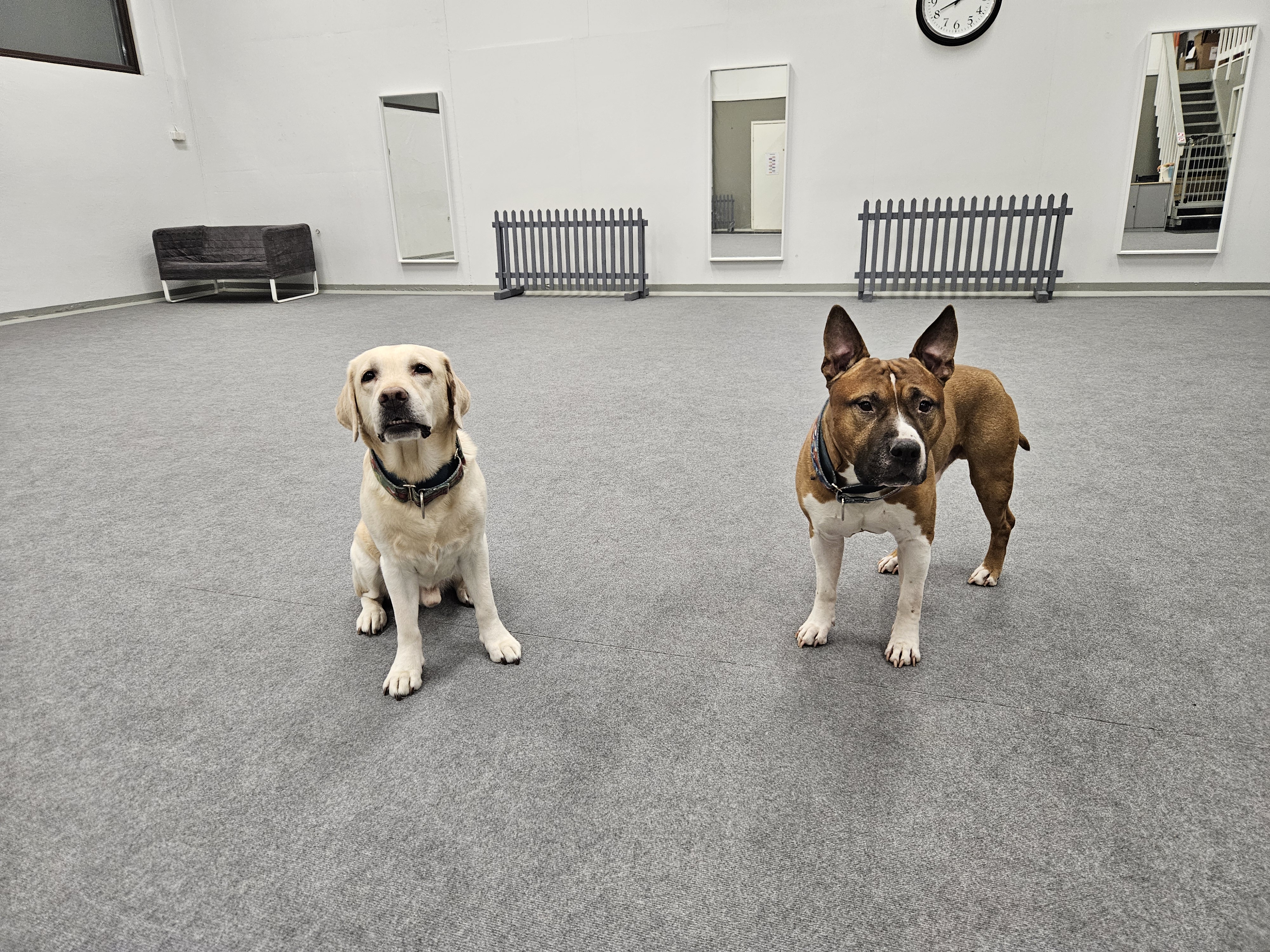 Verkko-opiskelu koiran kanssa – voiko siitä oikeasti olla hyötyä?